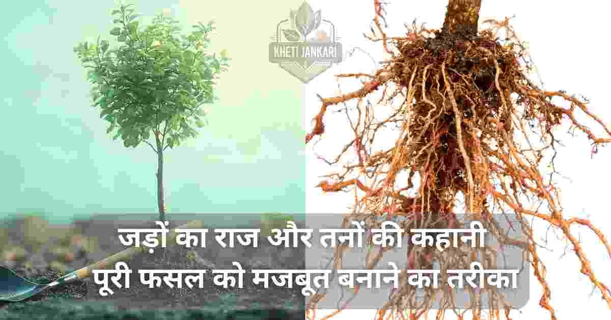 पौधे की संरचना